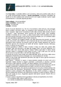 ANIMALI IN CITTÀ. SCHEDA N[removed]ALVARO DELLERA  Una New entry: si potrebbe definire così la presenza, nella prima periferia della città, di un uccello particolarmente simpatico: l’airone guardabuoi, facilmente conf