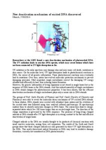 New deactivation mechanism of excited DNA discovered Munich, [removed]Researchers at the LMU found a new deactivation mechanism of photoexcited DNA. The UV radiation leads to reactive DNA species, which may create lesi