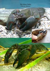 Cherax / Yabby / Food and drink / Crayfish / Parastacidae / Phyla / Protostome