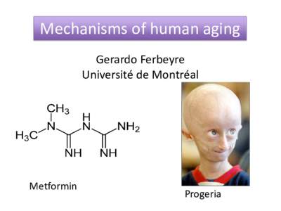 Mechanisms of human aging Gerardo Ferbeyre Université de Montréal Metformin