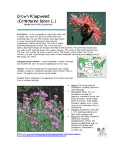 Urophora affinis / Curculionidae / Diffuse knapweed / Larinus minutus / Invasive plant species / Centaurea jacea / Centaurea