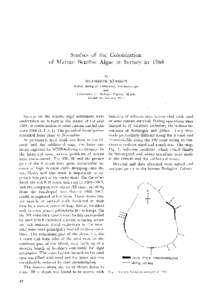 Studies of the Colonization of Marine Benthic Algae at Surtsey in 1968 By SIGURDUR JONSSON Surtsey Biological I,aboratory, Vcstmannacyjar