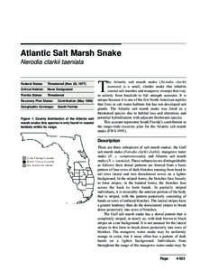 Atlantic Salt Marsh Snake Nerodia clarkii taeniata