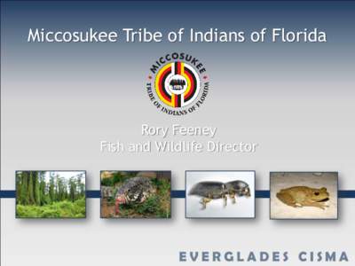 Miccosukee Tribe of Indians of Florida  Rory Feeney Fish and Wildlife Director  Brazilian Pepper Project on the