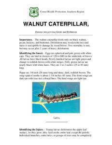 Forest Health Protection, Southern Region  WALNUT CATERPILLAR, Datana integerrima Grote and Robinson Importance. - The walnut caterpillar feeds only on black walnut, pecan, hickory, and butternut. Defoliation may weaken 