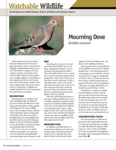 Game birds / Columbidae / Streptopelia / Mourning Dove / Bird / Migratory Bird Treaty Act / Mourning Collared Dove / White-winged Dove / Columbiformes / Neognathae / Zenaida