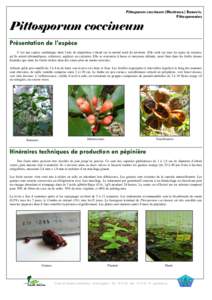 Pittosporum coccineum (Montrouz.) Beauvis. Pittosporacées Pittosporum coccineum Présentation de l’espèce C’est une espèce endémique dont l’aire de répartition s’étend sur la moitié nord du territoire. Ell