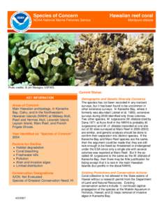 Species of Concern  Hawaiian reef coral NOAA National Marine Fisheries Service