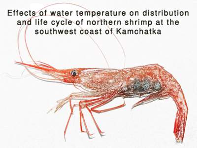 Effects of water temperature on distribution and life cycle of northern shrimp at the southwest coast of Kamchatka Dynamics cath of pink shrimp in FEseas inyears on the data obtained