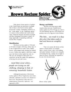 Only about a dozen species of spiders in the United States are poisonous to people. One of these is the brown recluse spider, Loxosceles reclusa. Sometimes referred to as the “violin spider” or the “fiddleback spid