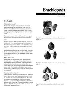 Pedicle / Strophomenida / Lophophore / Bivalvia / Ordovician / Atrypa / Treatise on Invertebrate Paleontology / Rhynchonellida / Lingulata / Zoology / Brachiopods / Biology