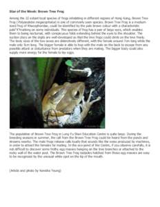 Star of the Week: Brown Tree Frog Among the 22 extant local species of frogs inhabiting in different regions of Hong Kong, Brown Tree Frog (Polypedates megacephalus) is one of commonly seen species. Brown Tree Frog is a 