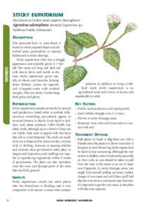 Ageratina adenophora / Biology / Weed / Seed / Environment / Eupatorium mohrii / Invasive plant species / Eupatorium / Botany