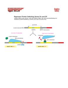 Repressor Protein Switching Genes On and Off ©1998 by Alberts, Bray, Johnson, Lewis, Raff, Roberts, Walter . http://www.essentialcellbiology.com Published by Garland Publishing, a member of the Taylor & Francis Group.  