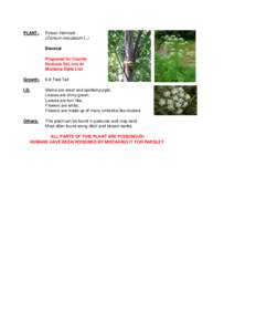 PLANT:  Poison Hemlock (Conium maculatum L.) Biennial Proposed for County