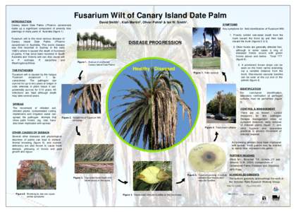 Fusarium Wilt of Canary Island Date Palm INTRODUCTION David Smith1,, Kiah Martin3 , Oliver Pohls2 ,& Ian W. Smith1 .  SYMPTOMS