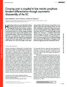 JCB: REPORT  Published February 28, 2005 Crossing over is coupled to late meiotic prophase bivalent differentiation through asymmetric