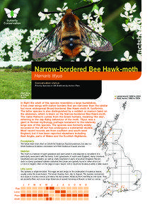 factsheet Narrow-bordered Bee Hawk-moth Hemaris tityus