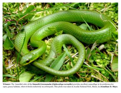 Winner: The beautiful color of the Smooth Greensnake (Opheodrys vernalis) provides excellent camouflage in its preference for open, grassy habitats, where it feeds exclusively on arthropods. This photo was taken in Acadi