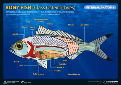 Bony Fish (Class Osteichthyes) The largest group of fish are the bony fishes and includes eels, seahorses and pipefish. The total number of species of bony fish is thought to be more than 15,000.  Gills