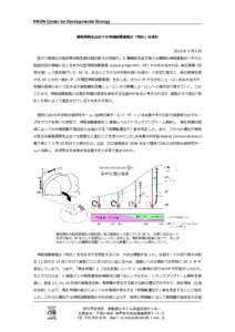 RIKEN Center for Developmental Biology  細胞周期を止めても神経前駆細胞の「時計」は進む 2016 年 5 月 6 日 巨大で複雑な大脳皮質は哺乳類の脳の最大の特徴だ。6 層構造を成