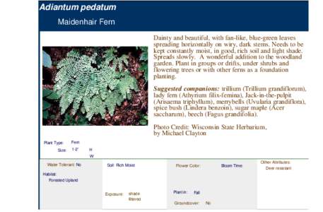 Maidenhair Fern (adiantum pedatum)