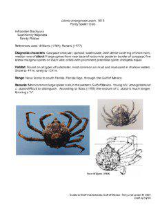 Libinia emarginata Leach, 1815 Portly Spider Crab