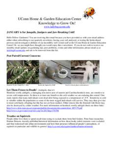 UConn Home & Garden Education Center Knowledge to Grow On! www.ladybug.uconn.edu JANUARY is for Jonquils, Junipers and Jaw-Breaking Cold! Hello Fellow Gardeners! You are receiving this email because you have provided us 