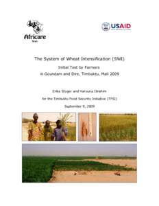 The System of Wheat Intensification (SWI) Initial Test by Farmers in Goundam and Dire, Timbuktu, Mali 2009 Erika Styger and Harouna Ibrahim for the Timbuktu Food Security Initiative (TFSI)