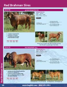 2012 Beef Sires Catalog - Sexing Technologies