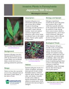 Microstegium vimineum / Botany / Agriculture / Microstegium / Leersia / Stilt / Biology / Weed / Native plant / Invasive plant species / Flora of Japan / Poaceae