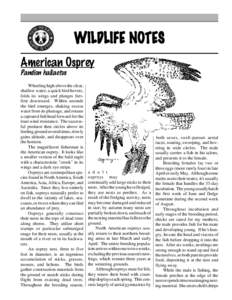 WILDLIFE NOTES American Osprey Pandion haliaetus Wheeling high above the clear, shallow water, a quick bird hovers, folds its wings and plunges feetfirst downward. Within seconds