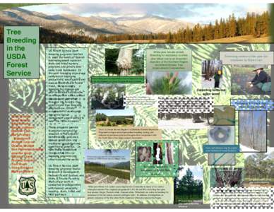 Molecular biology / Plant reproduction / Livestock / Cronartium ribicola / Tree breeding / Plant breeding / Pinus lambertiana / Seed orchard / Disease resistance in fruit and vegetables / Biology / Genetics / Breeding