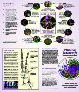 Why Should Purple Loosestrife Concern You? ✤