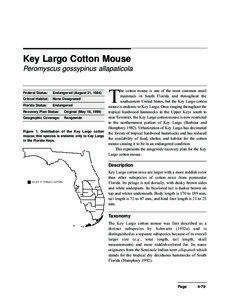 Key Largo Cotton Mouse Peromyscus gossypinus allapaticola