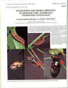 Protostome / Pachliopta / Atrophaneura / Butterfly / Aristolochia / Swallowtail butterfly / Lepidoptera / Pollinators / Phyla