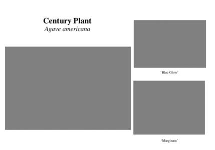 Plant Card[removed]Agave americana