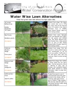 W ater W ise Lawn Alternatives Keep that gr een lawn feel without the high water bills. „UC Verde‟ Buffalo Grass Buchloe Dactyloides