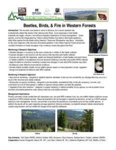 Beetles, Birds, & Fire in Western Forests Introduction: The mountain pine beetle is native to Montana, but a recent epidemic has fundamentally altered the forests of the intermountain West. Avian responses to bark beetle