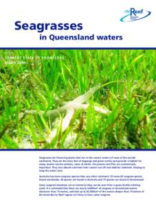 Seagrasses in Queensland waters C U R R E N T S TAT E O F K N O W L E D G E March[removed]Seagrasses are flowering plants that live in the coastal waters of most of the worlds’