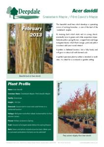 Acer davidii (Snakebark Maple / Père David’s Maple) - Fact Sheet