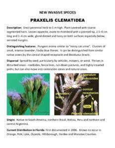 NEW INVASIVE SPECIES  PRAXELIS CLEMATIDEA Description: Erect perennial herb to 1 m high. Plant covered with coarse segmented hairs. Leaves opposite, ovate to rhomboid with a pointed tip, 2.5–6 cm long and 1–4 cm wide