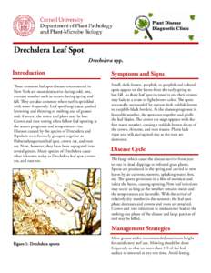 rechslera Leaf Spot D Drechslera spp. Introduction These common leaf spot diseases encountered in