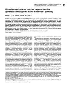 DNA damage induces reactive oxygen species generation through the H2AX-Nox1&sol;Rac1 pathway