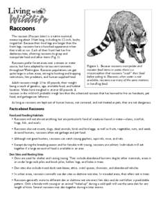 Raccoons The raccoon (Procyon lotor) is a native mammal, measuring about 3 feet long, including its 12-inch, bushy, ringed tail. Because their hind legs are longer than the front legs, raccoons have a hunched appearance 
