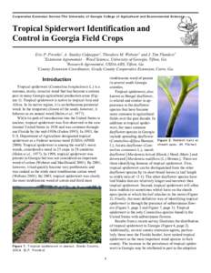 Tropical Spiderwort Identification and Control in Georgia Field Crops
