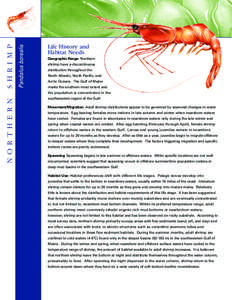 Decapods / Caridea / Ichthyology / Seafood / Shrimp / Spawn / Pandalus borealis / Shrimp farm / Phyla / Protostome / Taxonomy