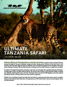 ultimate tanzania safari African Wildlife Foundation is excited to offer an exclusive safari to northern Tanzania during the height of the great wildebeest calving and zebra foaling season. February is the ideal time to 