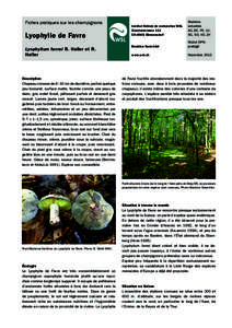 Fiches pratiques sur les champignons  Lyophylle de Favre Lyophyllum favrei R. Haller et R. Haller