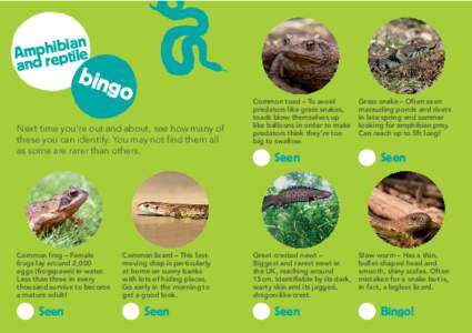 Zoology / Frog / Common toad / Amphibian / Snake / Lizard / Fauna of the United Kingdom / Herpetology / Newt